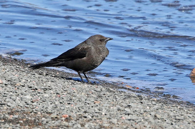 Brewer's Blackbird 2019-04-25