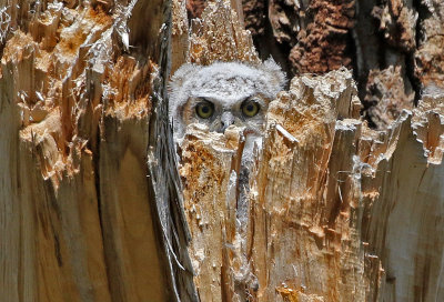 Great Horned Owl 2019-04-23
