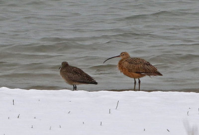 Whimbrel and Long-billed Curlew 2019-04-30