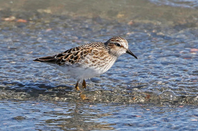 Least Sandpiper 2019-04-25