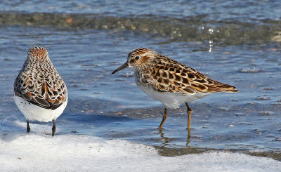 Least Sandpiper 2019-04-25