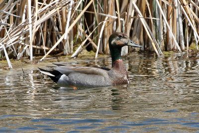 Mallard x Gadwall Hybrid 2019-04-26