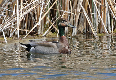 Mallard x Gadwall Hybrid 2019-04-26