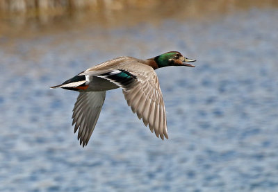 Mallard x Gadwall Hybrid 2019-04-26