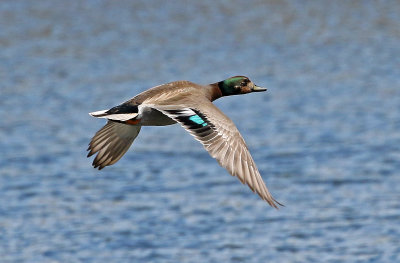 Mallard x Gadwall Hybrid 2019-04-26