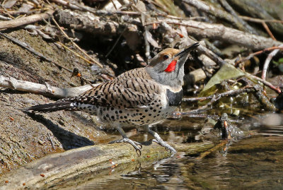 Northern Flicker 2019-04-23