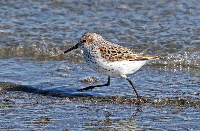 Western Sandpiper 2019-04-25