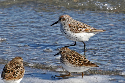 Western Sandpiper 2019-04-25