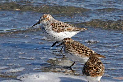 Western Sandpiper 2019-04-25