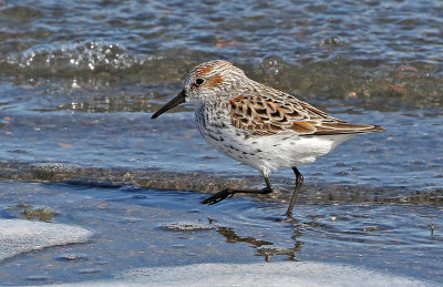 Western Sandpiper 2019-04-25