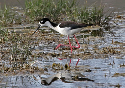 Black-necked Stilt 2019-04-26