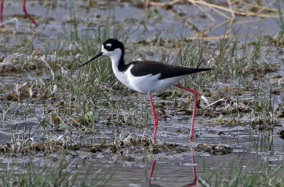 Black-necked Stilt 2019-04-26