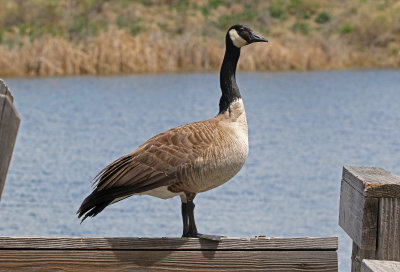Canada Goose 2019-04-26