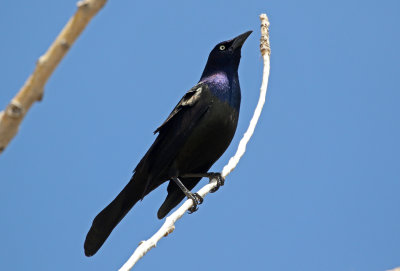 Common Grackle 2019-04-26