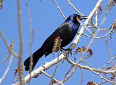 Common Grackle 2019-04-26