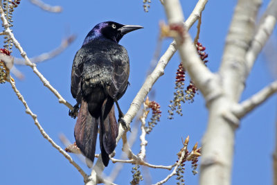 Common Grackle 2019-04-26