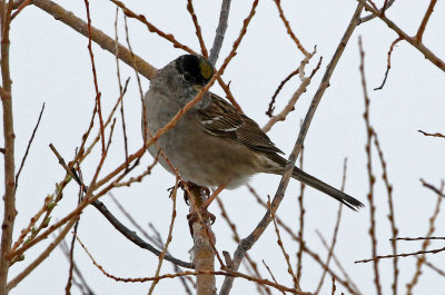 Golden-crowned Sparrow 2019-04-30