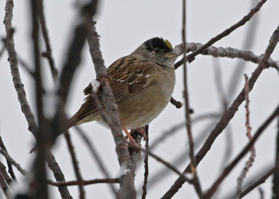 Golden-crowned Sparrow 2019-04-30