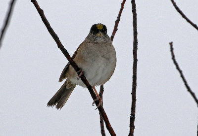 Golden-crowned Sparrow 2019-04-30