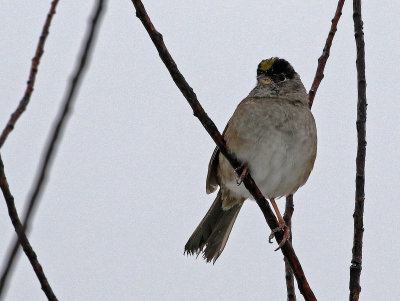 Golden-crowned Sparrow 2019-04-30