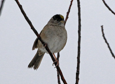 Golden-crowned Sparrow 2019-04-30