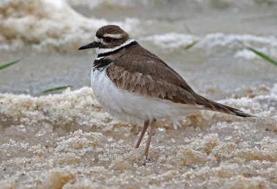 Killdeer 2019-04-30