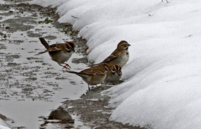 Lark Sparrow 2019-04-30