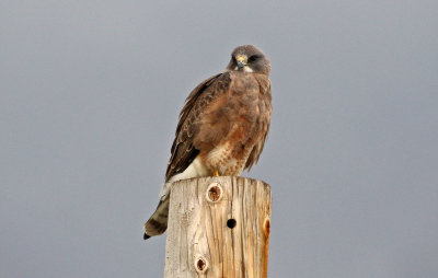 Swainson's Hawk 2019-04-28