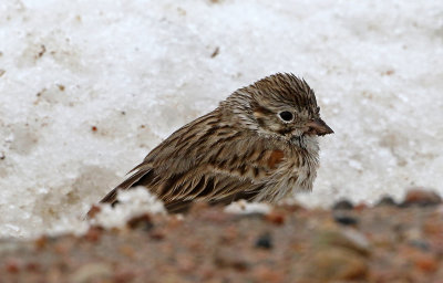 Vesper Sparrow 2019-04-30