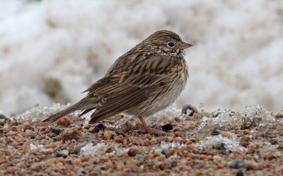 Vesper Sparrow 2019-04-30