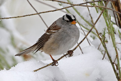 White-crowned Sparrow 2019-04-30