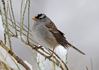 White-crowned Sparrow 2019-04-30