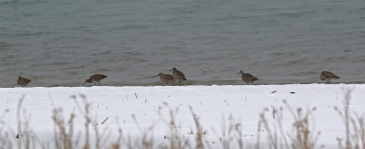 Whimbrel 2019-04-30