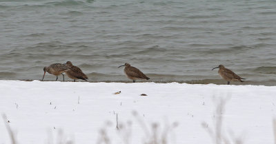 Marbled Godwit and Whimbrel 2019-04-30