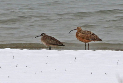 Whimbrel and Long-billed Curlew 2019-04-30
