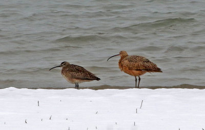 Whimbrel and Long-billed Curlew 2019-04-30