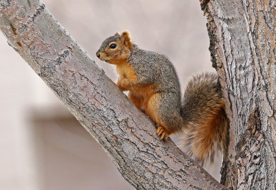 Fox Squirrel 2019-04-01