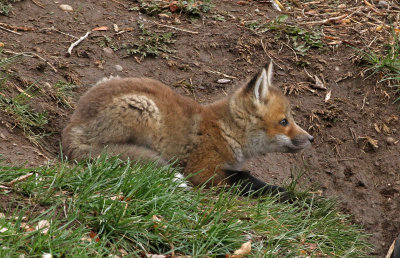 Red Fox 2019-04-14
