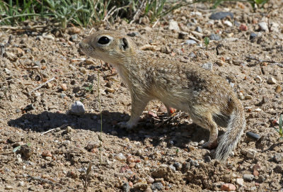 Spotted Ground Squirrel 2019-04-07