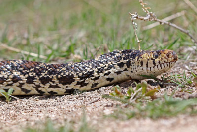 Bullsnake 2019-04-26