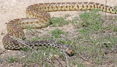 Bullsnake 2019-04-26