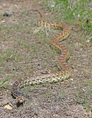 Bullsnake 2019-04-26