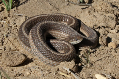 Lined Snake 2019-04-07