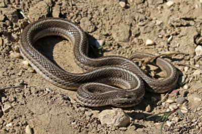 Lined Snake 2019-04-07