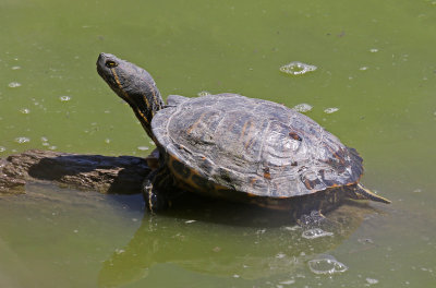 Western Painted Turtle 2019-04-19