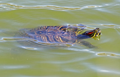 Red-eared Slider 2019-04-27