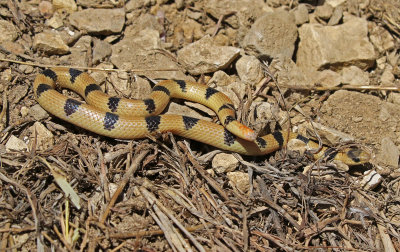 Variable Groundsnake 2019-04-07