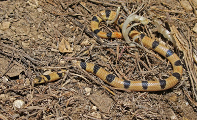 Variable Groundsnake 2019-04-07