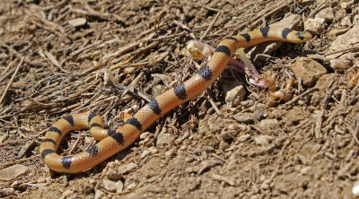 Variable Groundsnake 2019-04-07
