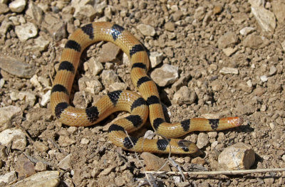 Variable Groundsnake 2019-04-07